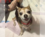 Small #18 Chihuahua Mix