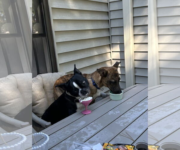Medium Photo #3 Bulldog-Unknown Mix Puppy For Sale in Tarrytown, GA, USA