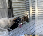 Small #2 Bulldog Mix