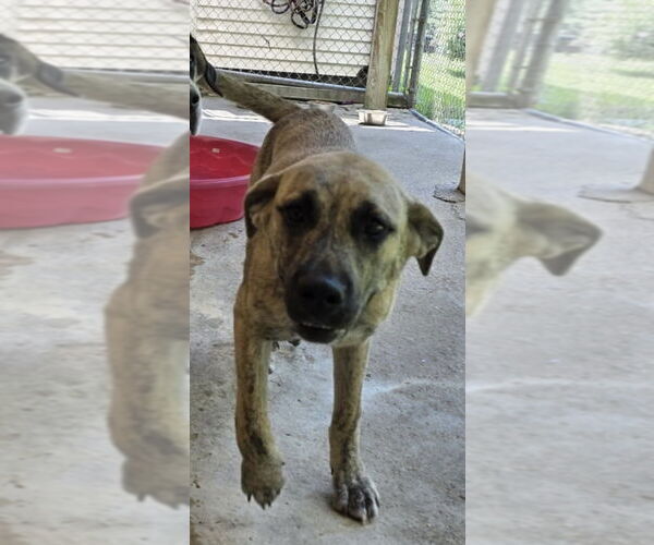 Medium Photo #3 Shepweiller Puppy For Sale in Osgood, IN, USA