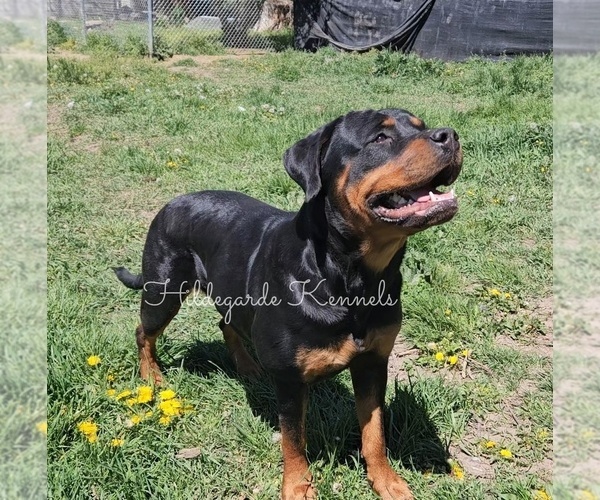 Medium Photo #1 Rottweiler Puppy For Sale in KLAMATH FALLS, OR, USA