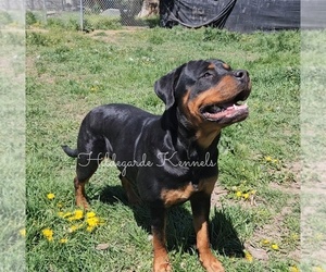 Mother of the Rottweiler puppies born on 07/11/2025
