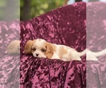 Small #3 Cavalier King Charles Spaniel
