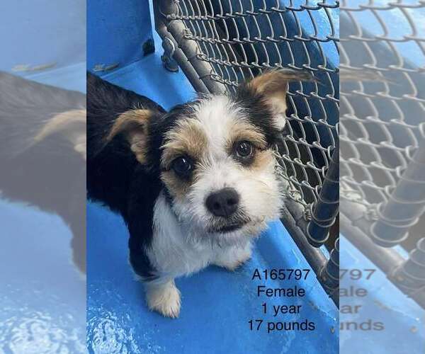 Medium Photo #1 Mutt Puppy For Sale in Calgary, Alberta, Canada