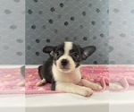 Image preview for Ad Listing. Nickname: Cody