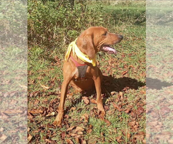 Medium Photo #2 Redbone Coonhound Puppy For Sale in Westminster, MD, USA