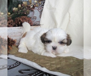 Shih Tzu Puppy for sale in LE MARS, IA, USA