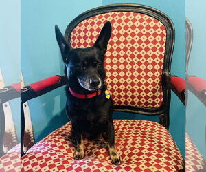 Chihuahua-Unknown Mix Dogs for adoption in Rockaway, NJ, USA