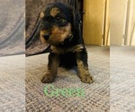 Small Photo #11 Airedale Terrier Puppy For Sale in MOSCOW, ID, USA