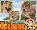 Small Photo #2 Chow Chow Puppy For Sale in Pearland, TX, USA