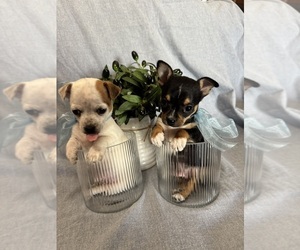 Chihuahua Puppy for sale in OAKDALE, CA, USA