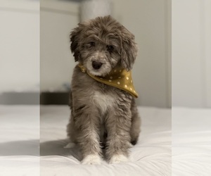 F2 Aussiedoodle-Siberian Husky Mix Puppy for sale in LAWRENCEVILLE, GA, USA