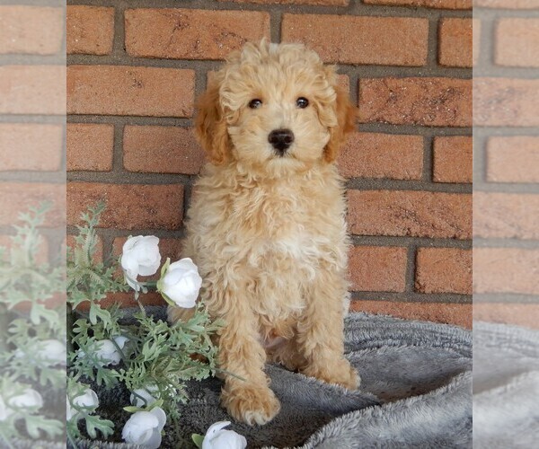 Medium Photo #3 Maltipoo Puppy For Sale in MILLERSBURG, OH, USA