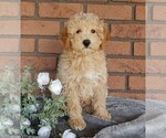 Small Photo #3 Maltipoo Puppy For Sale in MILLERSBURG, OH, USA