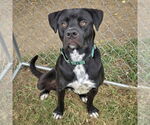 Small #4 American Staffordshire Terrier Mix
