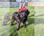 Small #2 Poodle (Standard) Mix