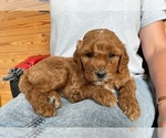 Small Photo #1 Goldendoodle Puppy For Sale in BERLIN, NJ, USA