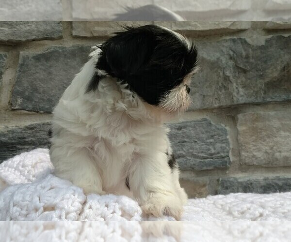 Medium Photo #2 Shih Tzu Puppy For Sale in DALTON, OH, USA