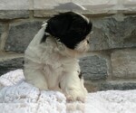 Small #1 Shih Tzu
