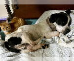 Small #3 Basset Hound Mix