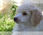 Small Photo #5 Poodle (Standard) Puppy For Sale in LINDEN, TN, USA