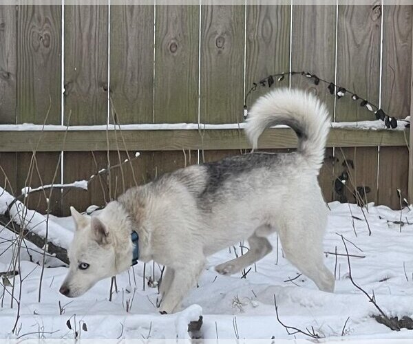 Medium Photo #10 Huskies -Unknown Mix Puppy For Sale in Columbus, IN, USA