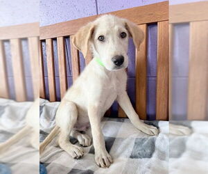 Golden Labrador Dogs for adoption in Genesee, WI, USA