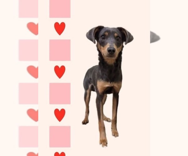 Medium Photo #2 Miniature Pinscher Puppy For Sale in garner, NC, USA