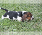 Small Photo #8 Basset Hound Puppy For Sale in MEMPHIS, MO, USA