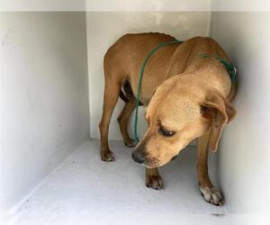 Labrador Retriever-Unknown Mix Dogs for adoption in Houston, TX, USA