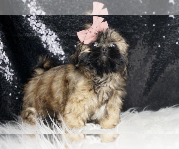 Medium Photo #5 Shih Tzu Puppy For Sale in WARSAW, IN, USA