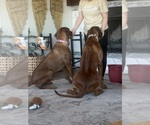 Litter of 7 - Male(s) and Female(s) Rhodesian RidgebackLitter of Puppies for Sale - Photo #12
