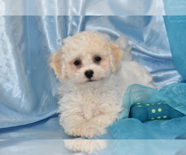 Medium Photo #1 Bichpoo Puppy For Sale in ELDORADO, OH, USA