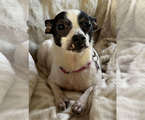 Medium Photo #1 Chihuahua Puppy For Sale in Mundelein, IL, USA