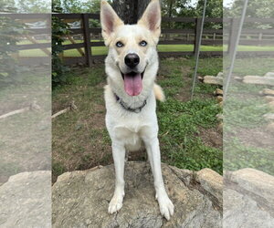 Orion - Male Labsky Dog for Adoption - Photo #9