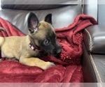 Small Photo #116 Belgian Malinois Puppy For Sale in REESEVILLE, WI, USA