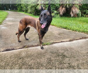 Mutt Dogs for adoption in Imlay City, MI, USA