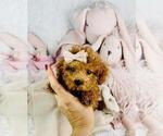 Small #23 Poodle (Toy)