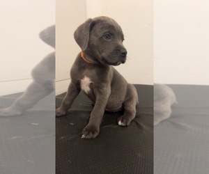 Cane Corso Puppy for sale in JOLIET, IL, USA