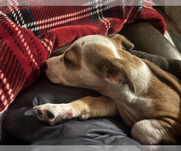 Medium Photo #6 Mutt Puppy For Sale in Davis, CA, USA