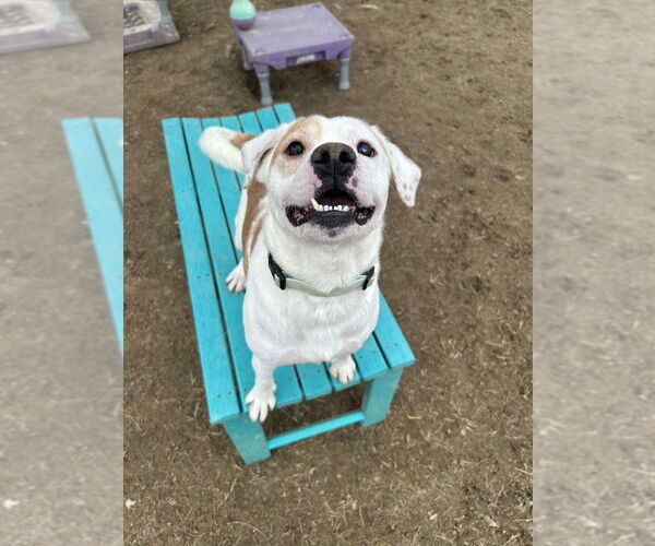 Medium Photo #9 Beagle-Unknown Mix Puppy For Sale in Evansville, IN, USA