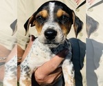 Puppy 1 Beagle-Unknown Mix