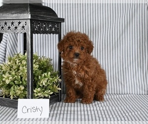 Poodle (Miniature) Puppy for sale in HOLMESVILLE, OH, USA