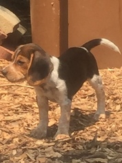 Beagle Puppy for sale in AMERICAN CANYON, CA, USA