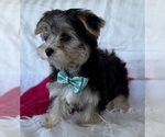 Small #4 Morkie