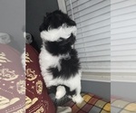 Small #10 Shih Tzu