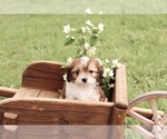 Small #2 Cavapoo