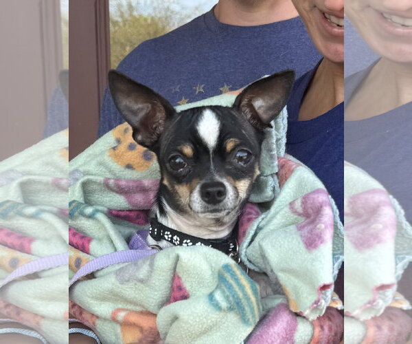 Medium Photo #2 Chihuahua-Unknown Mix Puppy For Sale in Grafton, WI, USA