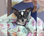 Small #1 Chihuahua Mix