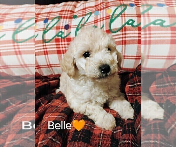 Medium Photo #2 Goldendoodle mix (+ Poodle Miniature) Puppy For Sale in NORTH LIBERTY, IN, USA